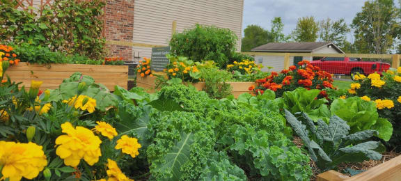 a vegetable garden in a raised bed with yellow and red flowers